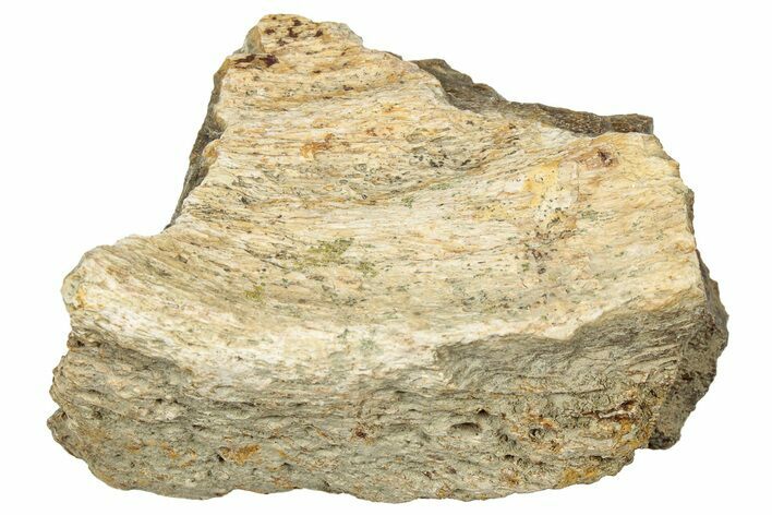 Dinosaur (Triceratops) Frill Shield Section - Montana #330191